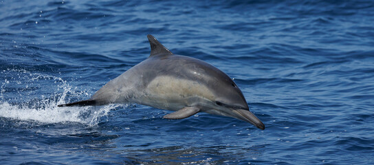 Obraz premium Dolphin Jumping