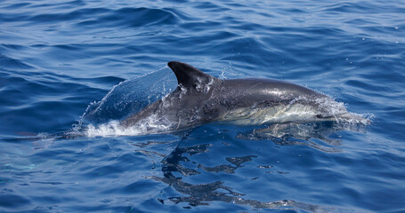 Fototapeta premium Common Dolphin Breaching out of the water, California Coast , Pacific Ocean, Dana Point, California