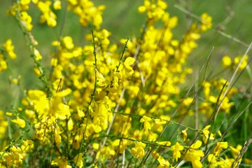 Draagtas Żółte kwiaty © Kubista