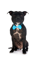 Obraz premium staffordshire bull terrier