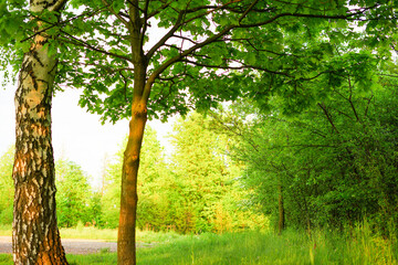 Fototapeta Wiosenne drzewa obraz