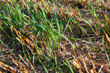 cereal plants during cultivation in the field in summer