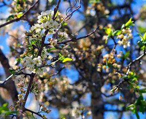 Mexican Plum tree in bloom