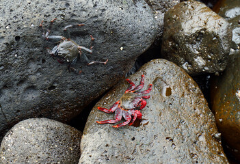 Red or Moorish Crabs on the rocks at Lanzarote