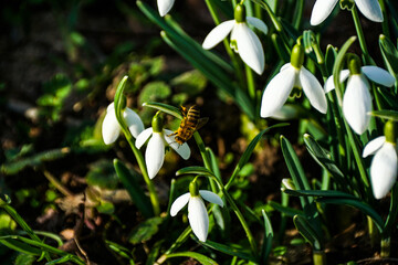 Honey bee collecting pollen on snowdrop in the sunshine