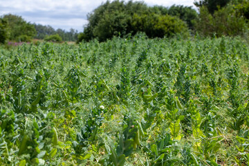 ripe green peas, which are used for canning