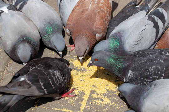 feeding pigeons on the street