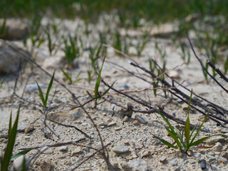global warming and drought in nature