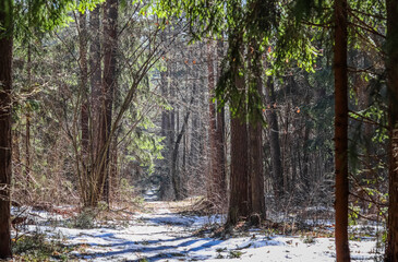Sunlit pine forest with white snow not yet melted in early spring