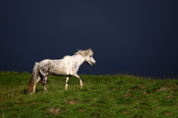 Islandpferd / Icelandic horse / Equus ferus caballus