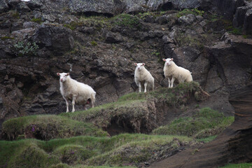 Naklejka premium Schaf / Sheep / Ovis..