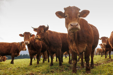 Group of cattle on green grass pasture