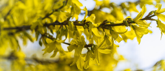 Yellow branch of spring blooming forsythia bush, natural beauty of spring nature