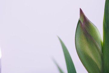 Iris flower in macro on white clean backround