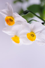 3 Amaryllidaceae fresh flower in spring