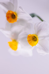 3 white Amaryllidaceae fresh flower