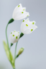 3 fresh white spring flowers in closeup