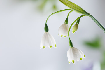 3 fresh white spring flowers closeup
