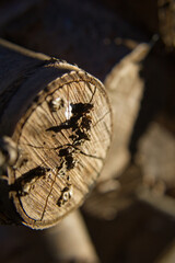 Close up of a log