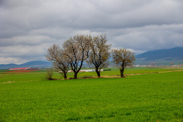 Fototapeta na wymiar spring landscape from aragon in spain with three flowering trees in a cloudy day