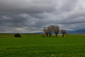 Fototapeta na wymiar spring landscape from aragon in spain with three flowering trees in a cloudy day