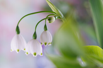 Beautiful white spring flower closeup