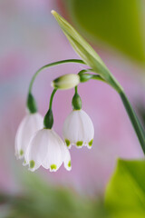 3 Beautiful white spring flowers closeup