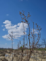global warming and drought in nature