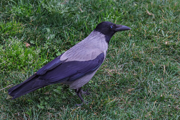 a crow standing on the grass