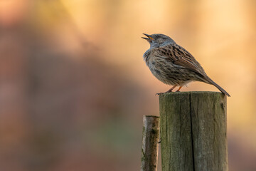 Dunnock (Prunella modularis) singing in early spring. Beautiful nature scene with a UK songbird. 
