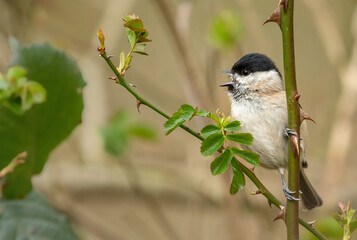 Marsh tit (Poecile palustris) singing in the forest. Cute woodland bird in the tit family, Paridae, Norfolk, UK.