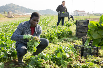 African American farmer hand harvesting ripe spinach cultivars on farm plantation
