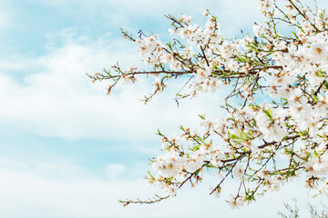 Background of almond blossoms tree and sky. Cherry tree with tender flowers. Amazing beginning of spring. Selective focus. Flowers concept.