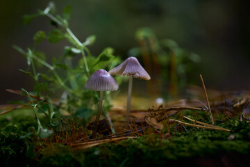 two mushrooms in the grass