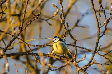 A Blue Tit among the branches of a tree with flower buds.
The soft evening light of golden hour highlights the colourful blue tit perched among the branches of a tree which is starting to get its s