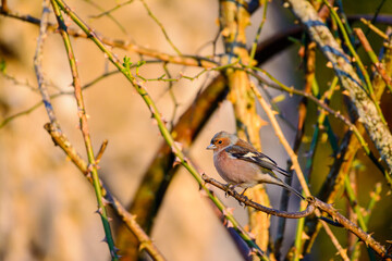 A Chaffinch on a wild rose bush.
A Chaffinch perched in a wild rose bush in the late evening light of spring during golden hour.