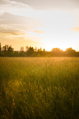 field of flowers on beautiful sunset background in colorful tones, soft focus and blur