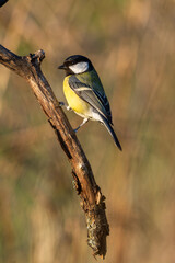A Great Tit on a vertical branch.
A great tit perched on a hanging vertical branch against a softly blurred out of focus background. Taken in soft evening light of golden hour. With copy space.