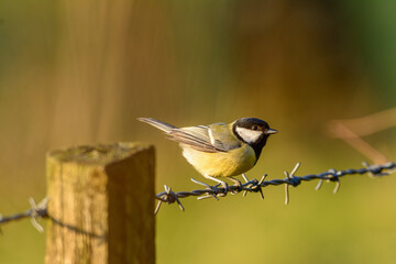 A Great Tit on a barbed wire fence.
Taken on a spring evening in golden hour, the soft light enhances the bright colours of a great tit perched on a barbed wire fence.  the out of focus post and back 
