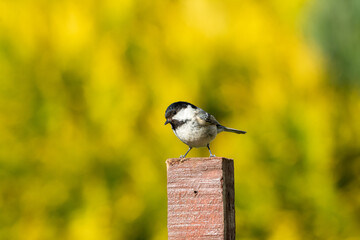 A Coal Tit on a post.
The small coal tit is standing on top of a fence post against a blurred out of focus background with copy space on every side of the subject.