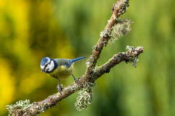 A Blue Tit on a lichen covered branch.
A blue tit poised to take flight as it is perched on a twig that is covered in lichen and moss. The background is blurred and out of focus with copy space around