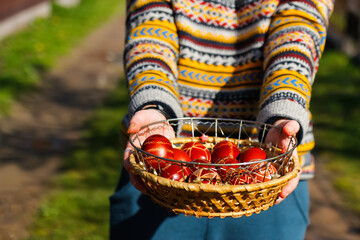 Defocus ukrainian young smiling woman in hat holding plate of collection of red egg on nature background. Easter, Ukraine. Craft painted eggs. Pysanka or krashanka. Closeup. Out of focus