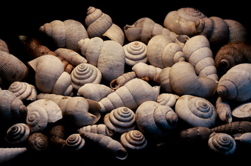 Shells - Spirals - Golden ratio 