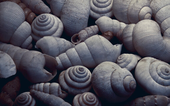 Shells - Spirals - Golden ratio 
