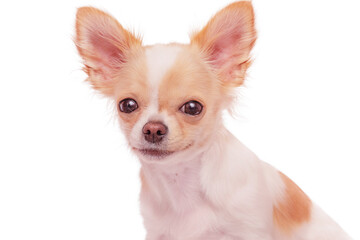 White with red spots dog breed Chihuahua on a white background. Portrait of a dog.
