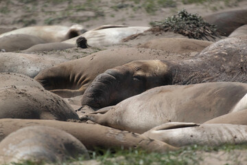 Fototapeta premium Juvenile Elephant seals on the beach