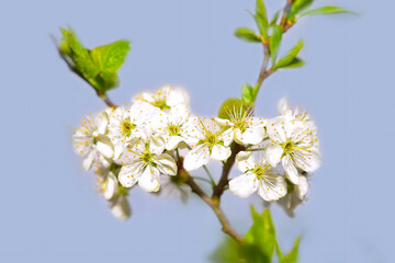 Obraz premium Apple tree flowers, cherry flowers, spring flowering trees against the blue sky, selective focus, soft focus