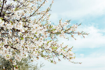 Background of almond blossoms tree and sky. Cherry tree with tender flowers. Amazing beginning of spring. Selective focus. Flowers concept.