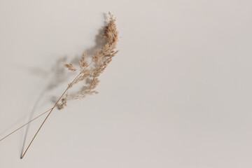Close-up of beautiful dry grass stems. Festuca plant in sunlight on beige table background. Soft...