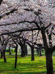 Obraz na płótnie Canvas 大阪城公園の桜並木